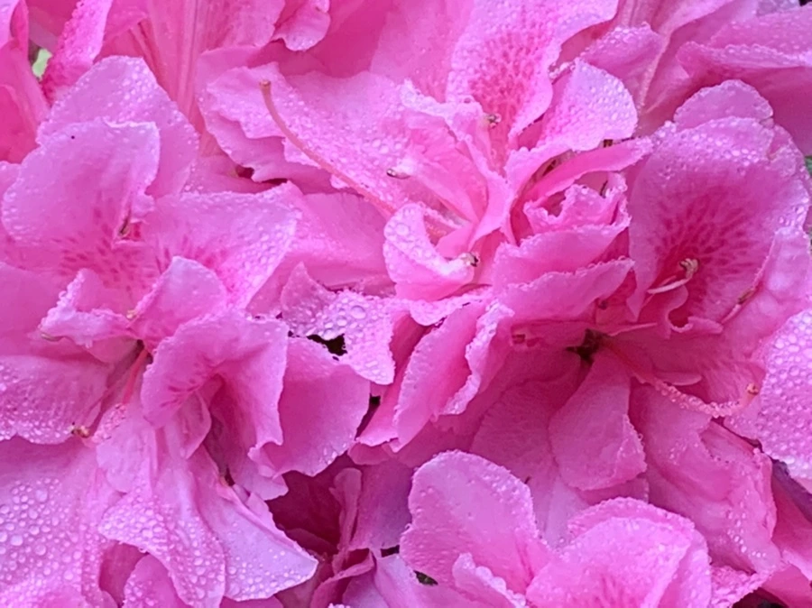 IMG_9686.jpg?type=w966