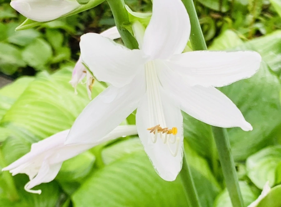 IMG_0908.jpg?type=w966