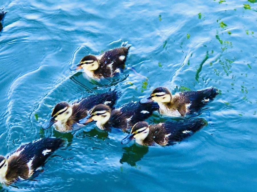 IMG_2695.jpg?type=w966