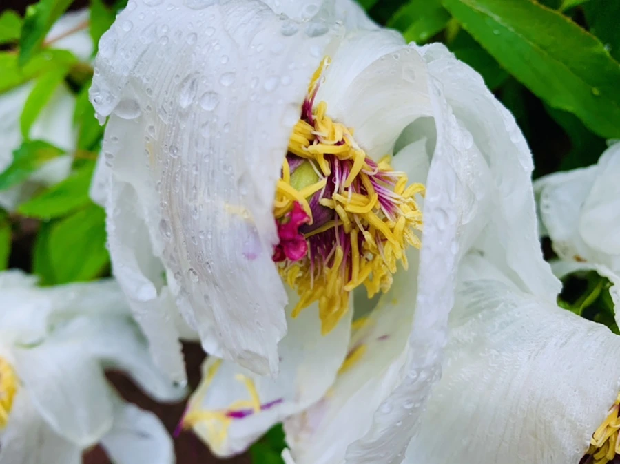 IMG_9306.jpg?type=w966