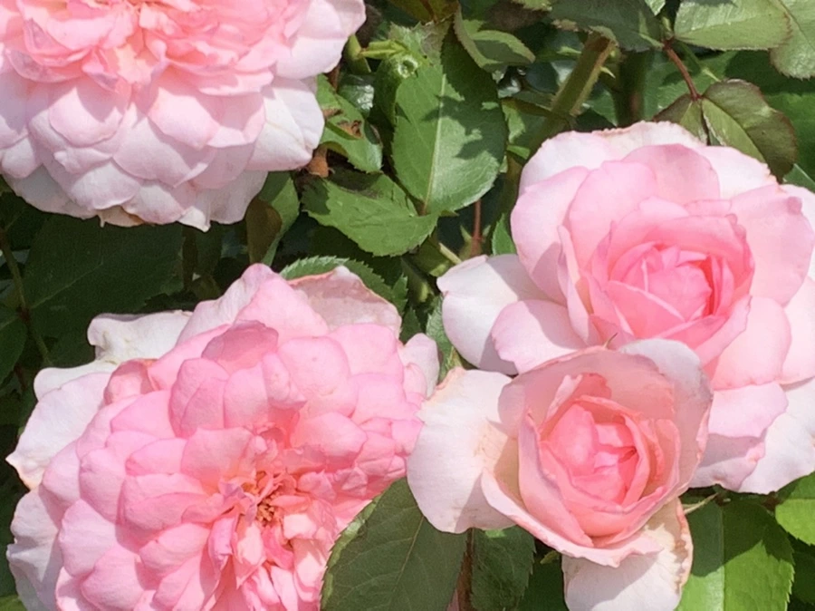 IMG_5458.jpg?type=w966