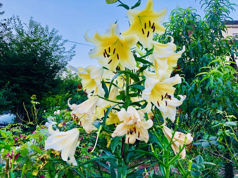 IMG_2439.jpg?type=w966