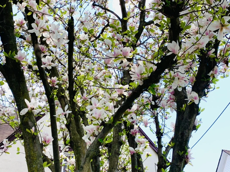 IMG_3912.jpg?type=w966