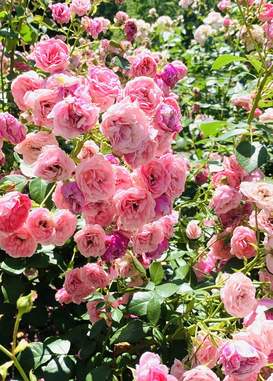 IMG_4147.jpg?type=w966