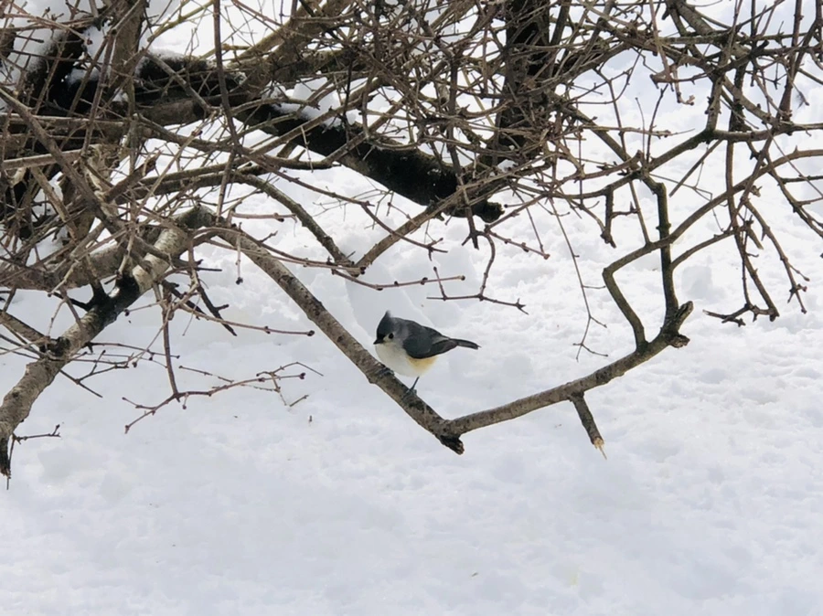 IMG_9336.jpg?type=w966