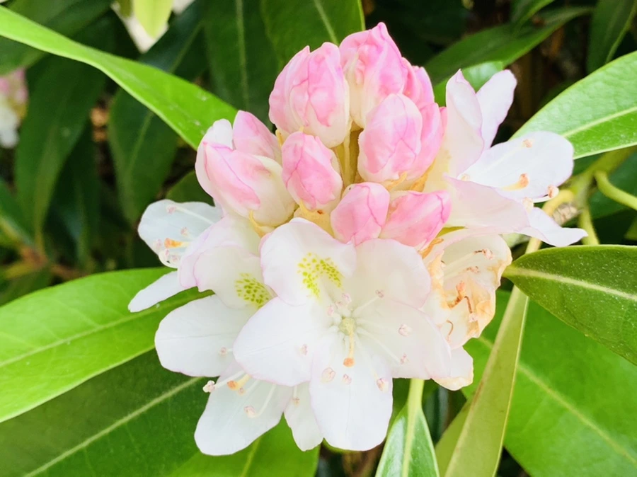 IMG_7340.jpg?type=w966