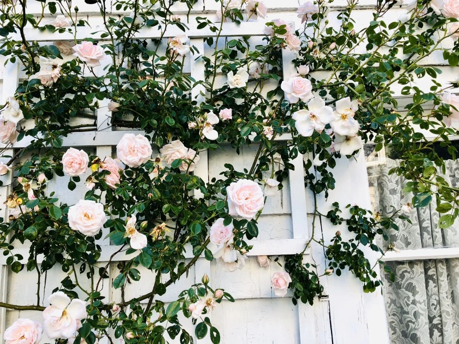 IMG_8469.jpg?type=w966