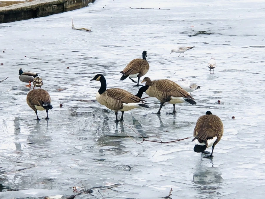 IMG_6187.jpg?type=w966