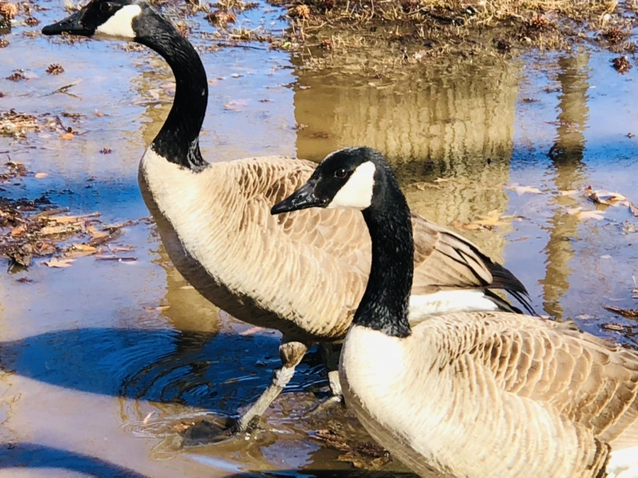 IMG_4661.jpg?type=w966