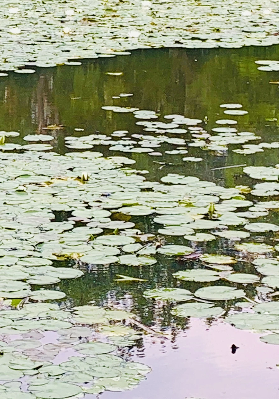 IMG_1493.jpg?type=w966