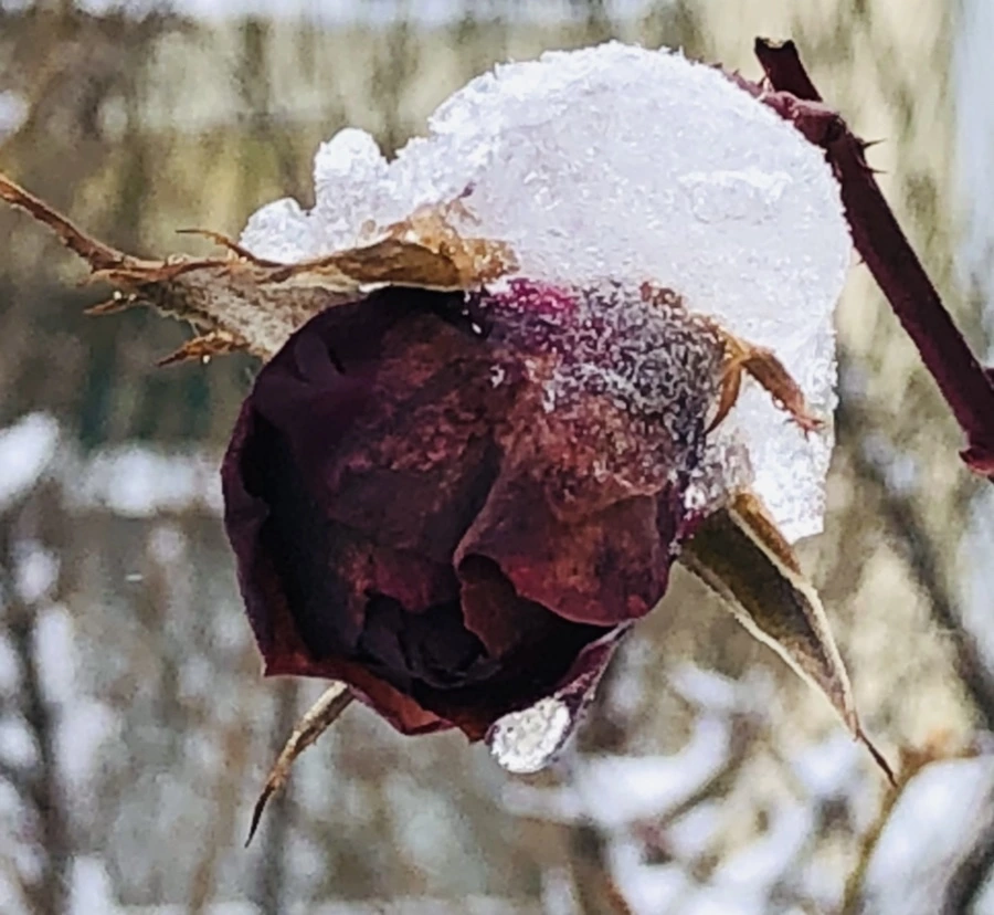 IMG_9057.jpg?type=w966