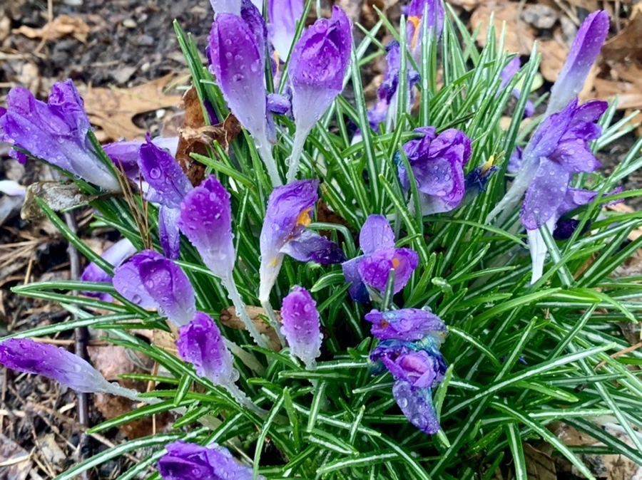 IMG_2156.jpg?type=w966