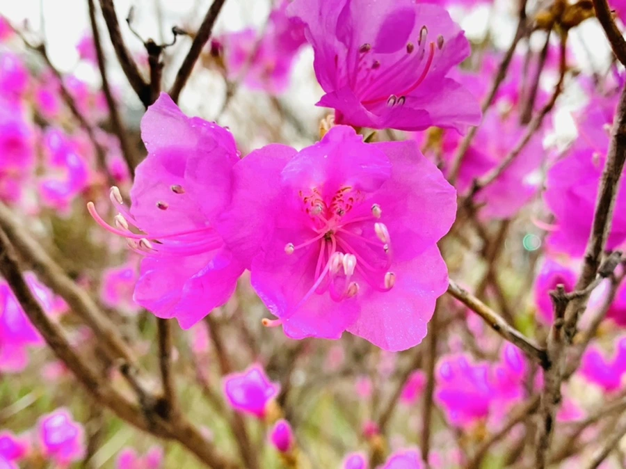 IMG_4755.jpg?type=w966