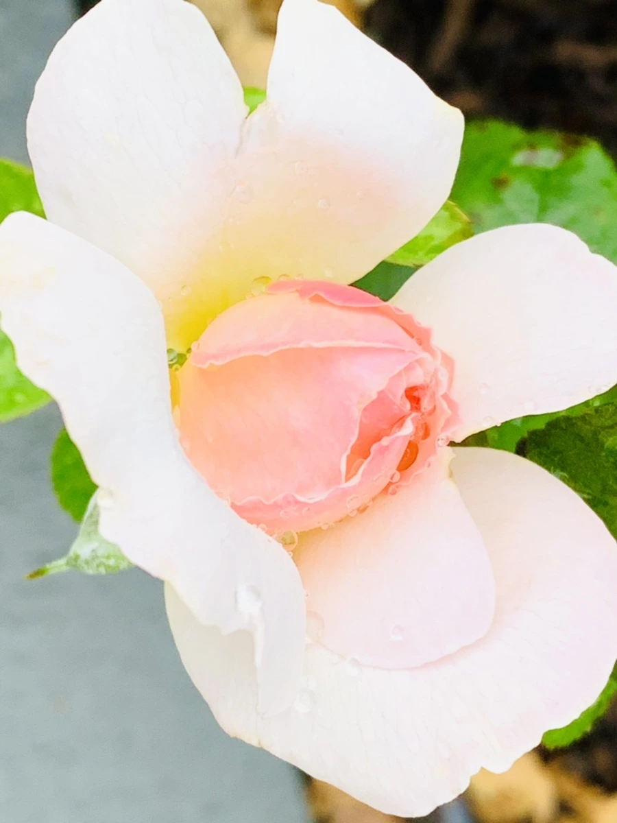 IMG_9565.jpg?type=w966