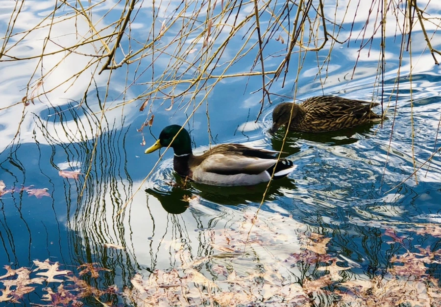 IMG_4347.jpg?type=w966