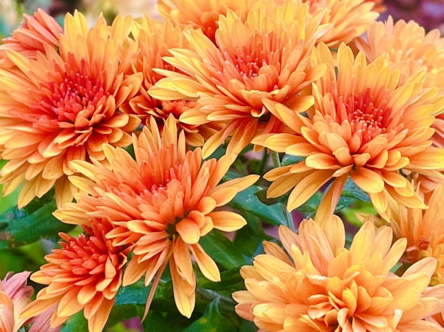 IMG_6207.jpg?type=w966