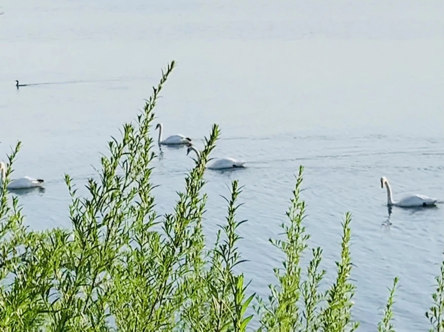 IMG_1526.jpg?type=w966