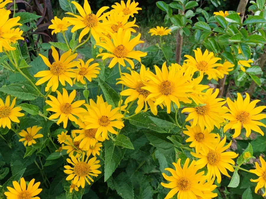 IMG_7212.jpg?type=w966