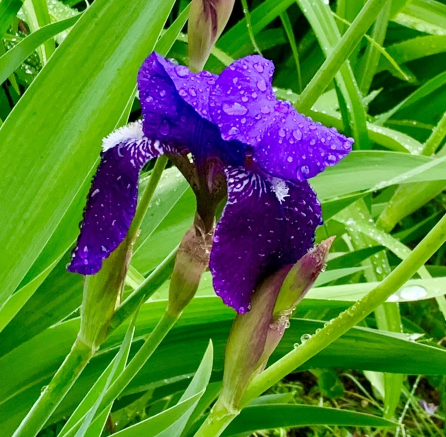 IMG_5355.jpg?type=w966