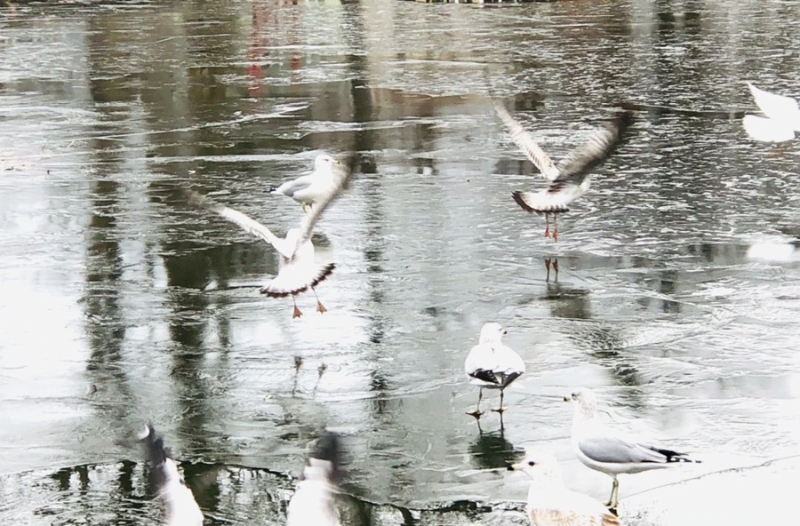 IMG_8909.jpg?type=w966