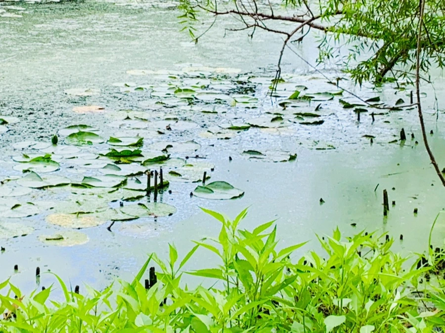 IMG_7492.jpg?type=w966