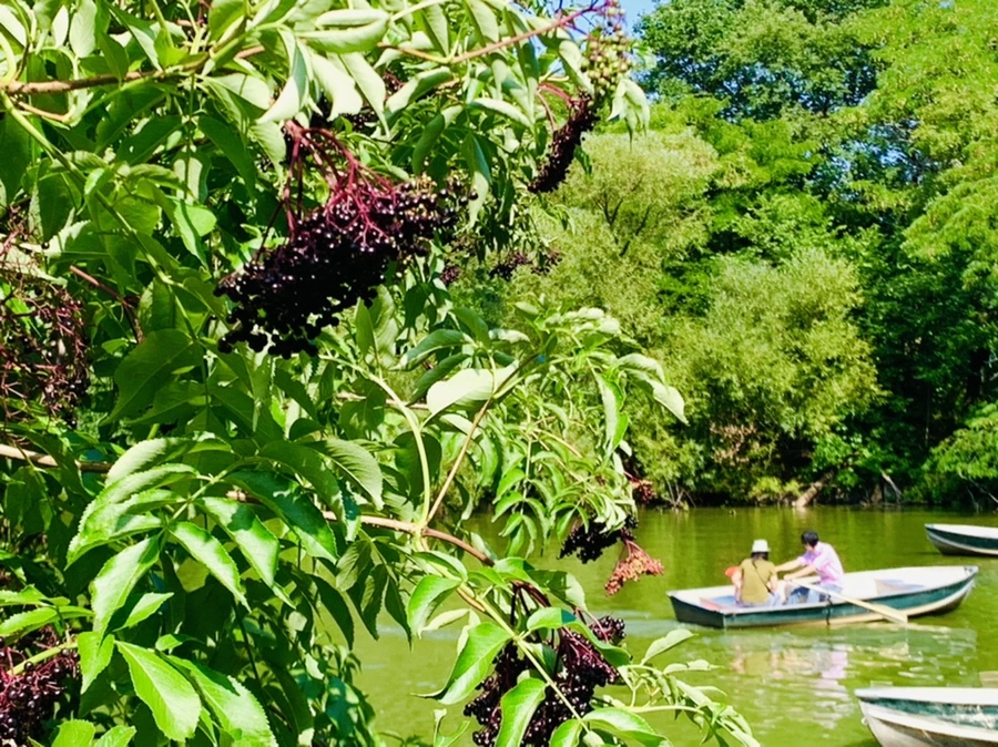 IMG_4491.jpg?type=w966