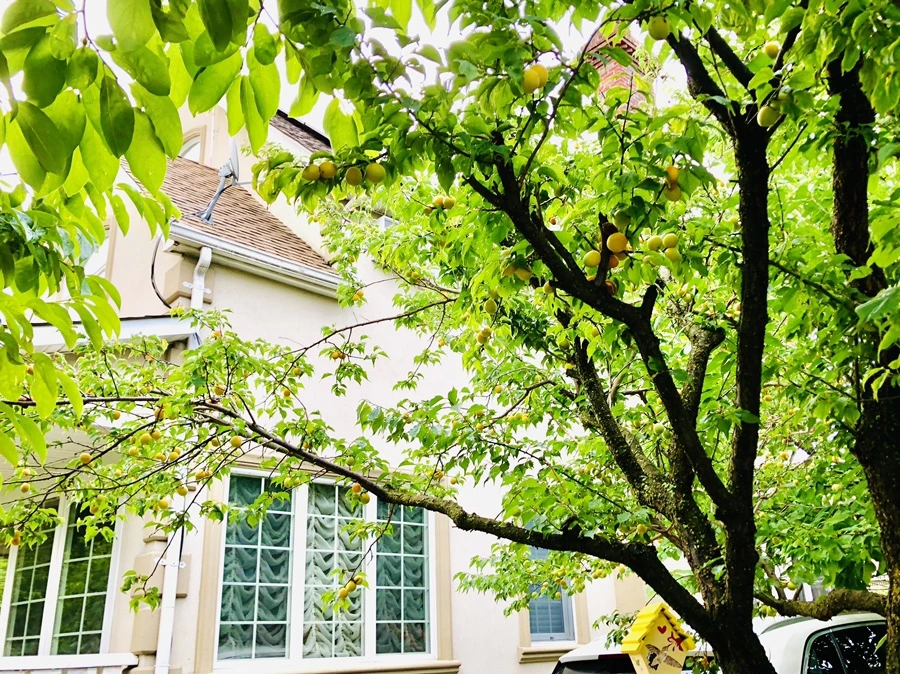 IMG_1203.jpg?type=w966