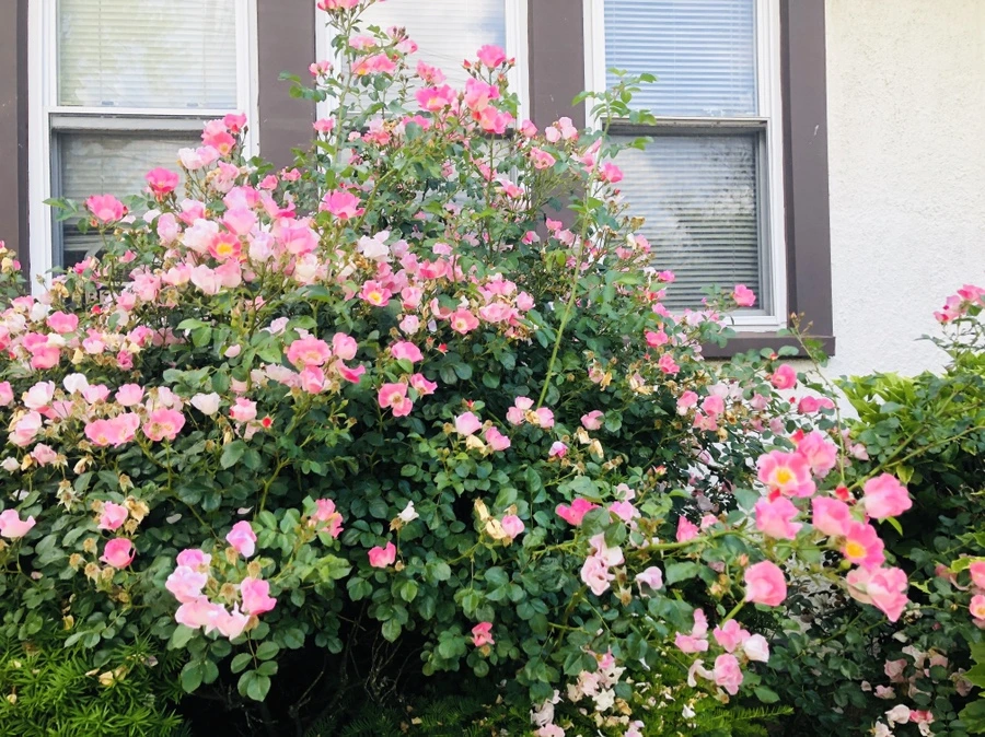 IMG_9981.jpg?type=w966