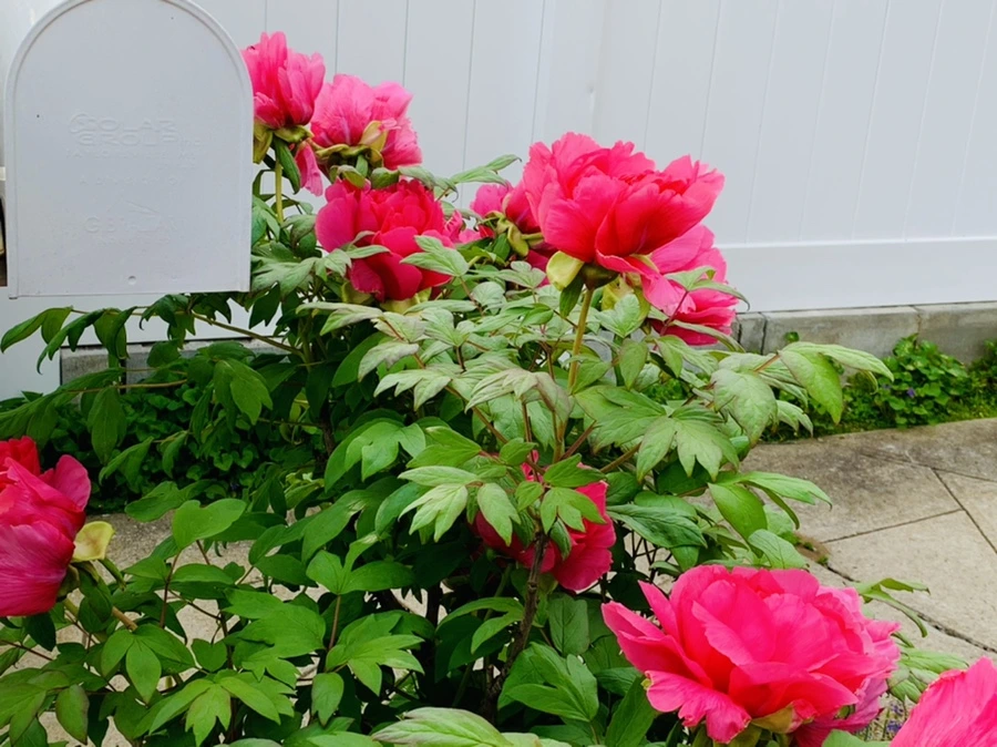 IMG_9107.jpg?type=w966