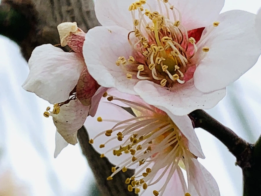 IMG_3597.jpg?type=w966