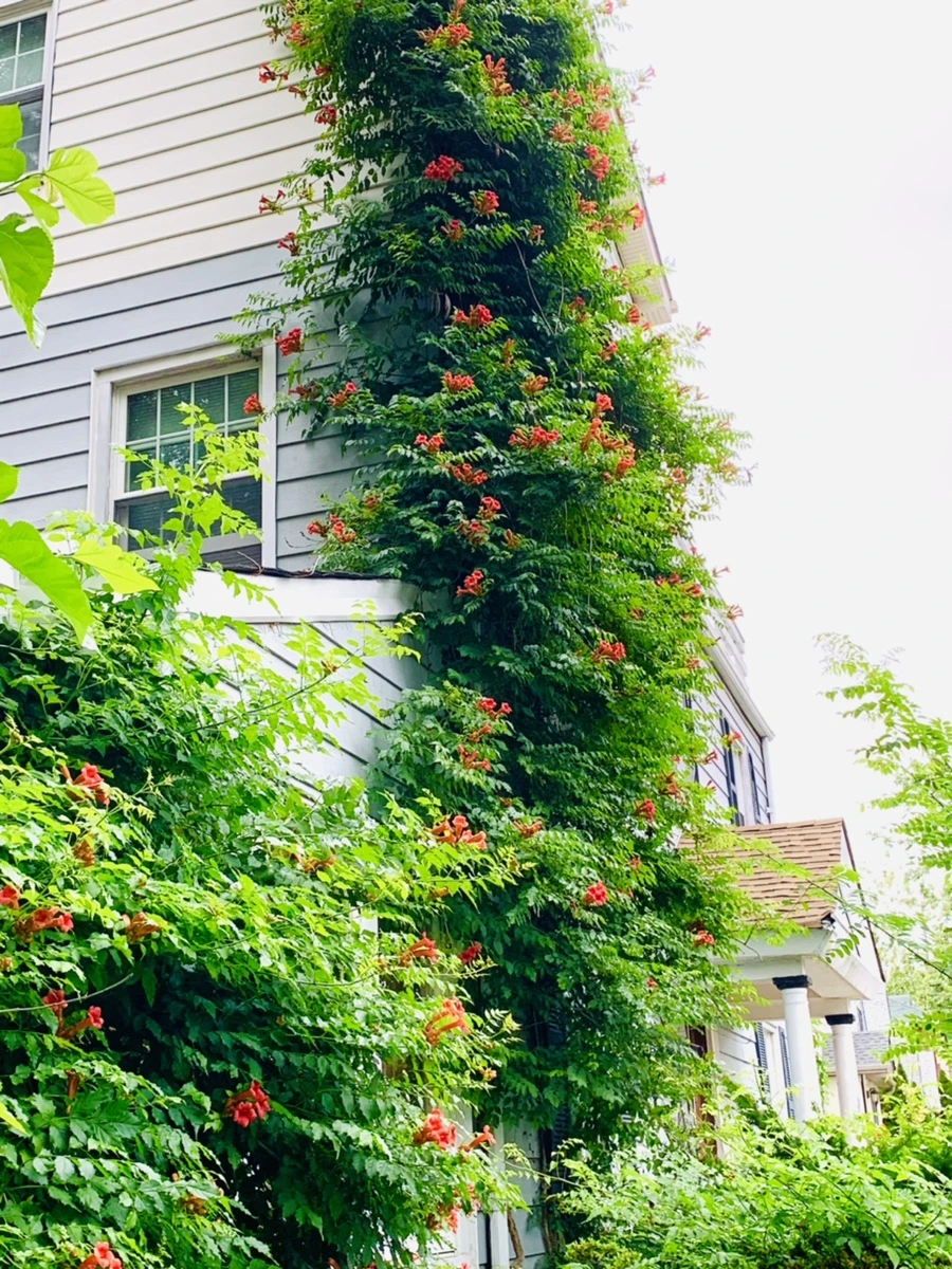 IMG_7139.jpg?type=w966