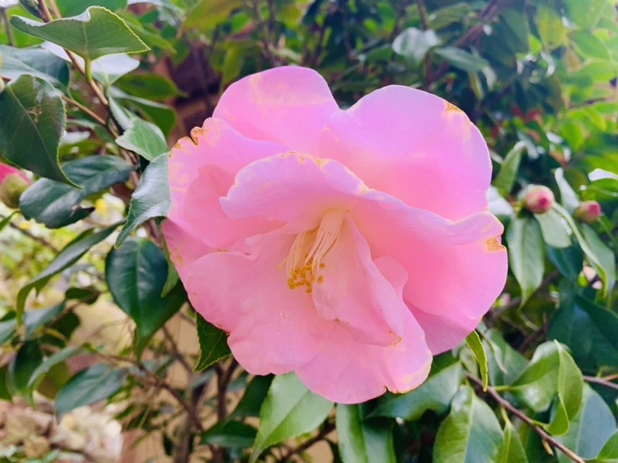 IMG_6404.jpg?type=w966