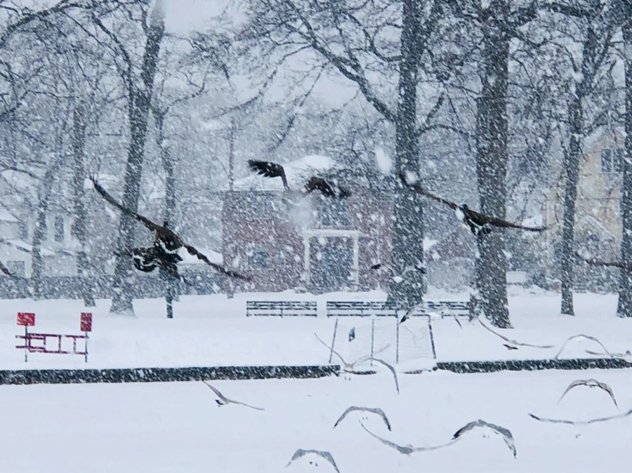 IMG_4244.jpg?type=w966