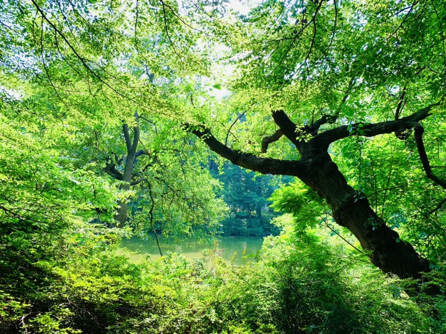 IMG_1706.jpg?type=w966