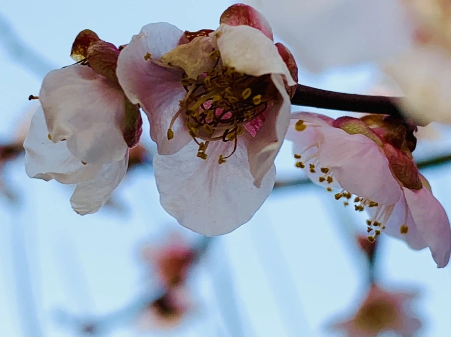 IMG_2747.jpg?type=w966