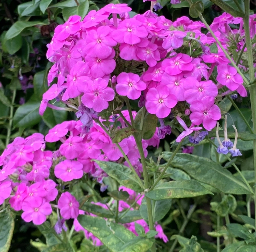 IMG_5096.jpg?type=w966