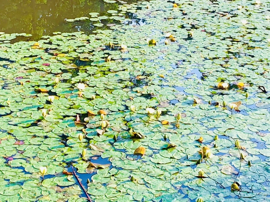 IMG_4307.jpg?type=w966