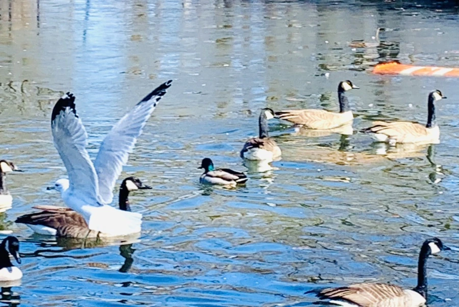 IMG_8301.jpg?type=w966