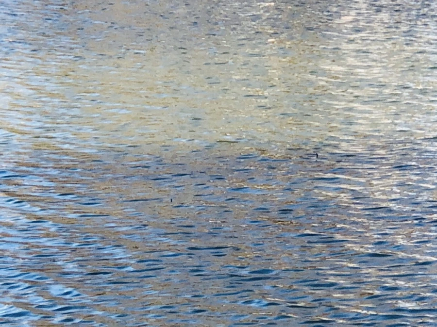 IMG_3838.jpg?type=w966