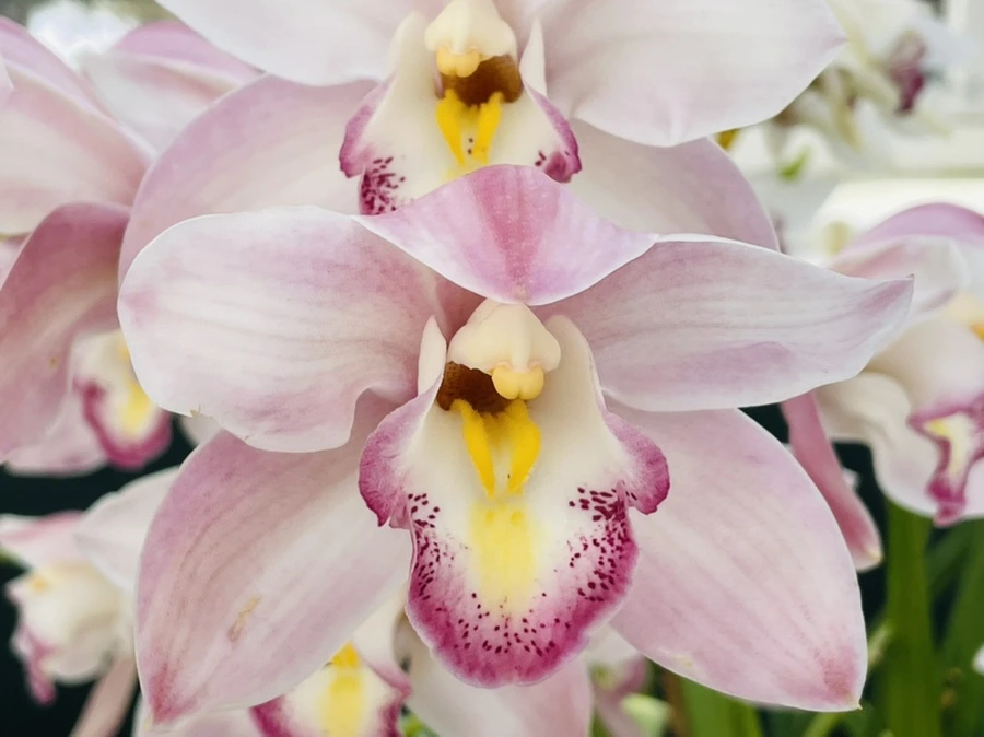 IMG_4456.jpg?type=w966