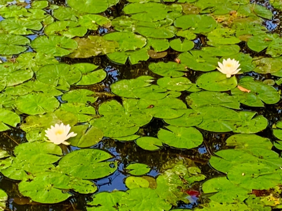 IMG_1044.jpg?type=w966