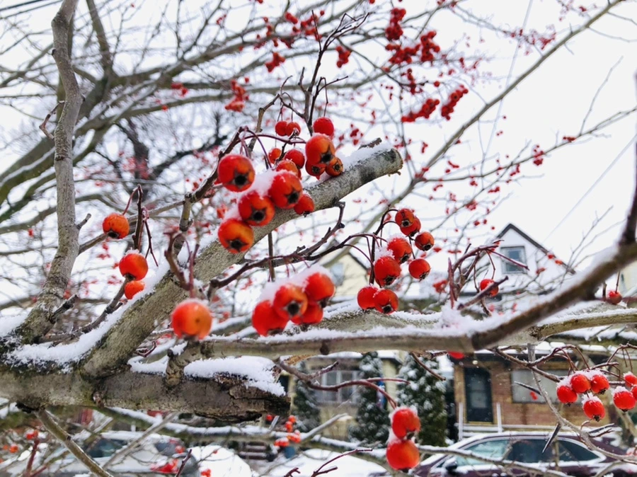 IMG_3475.jpg?type=w966