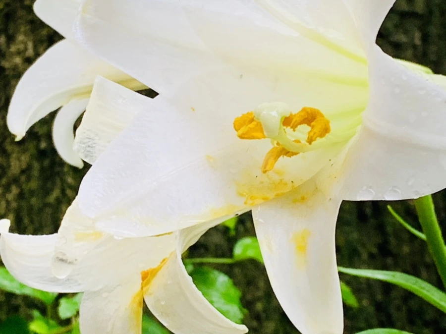 IMG_0101.jpg?type=w966