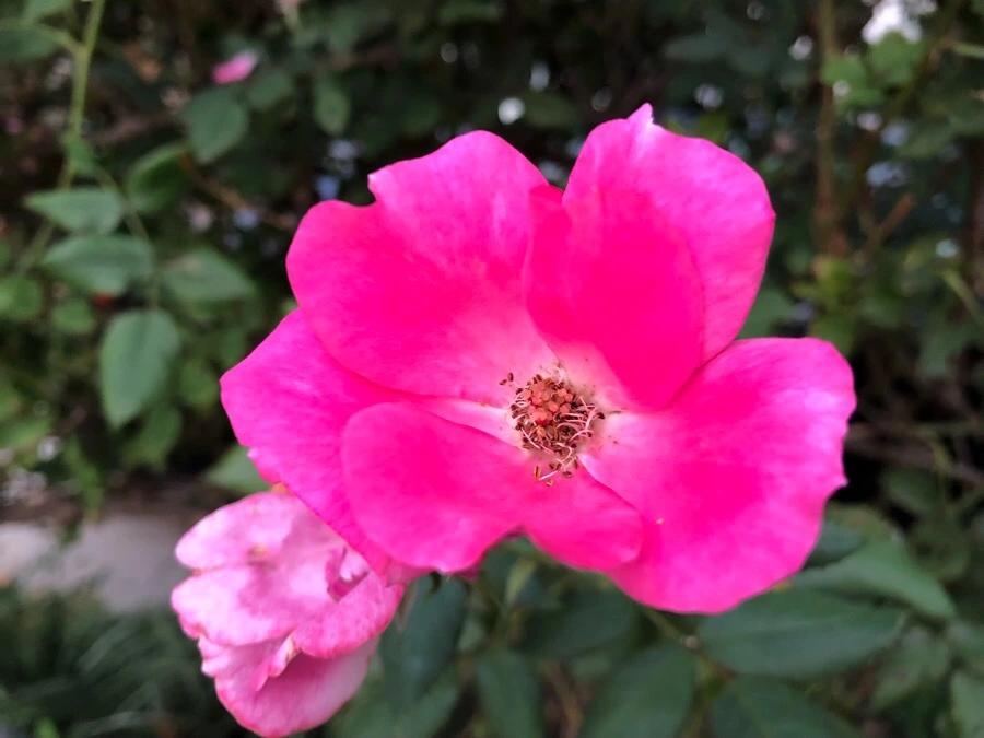 IMG_3940.jpg?type=w966