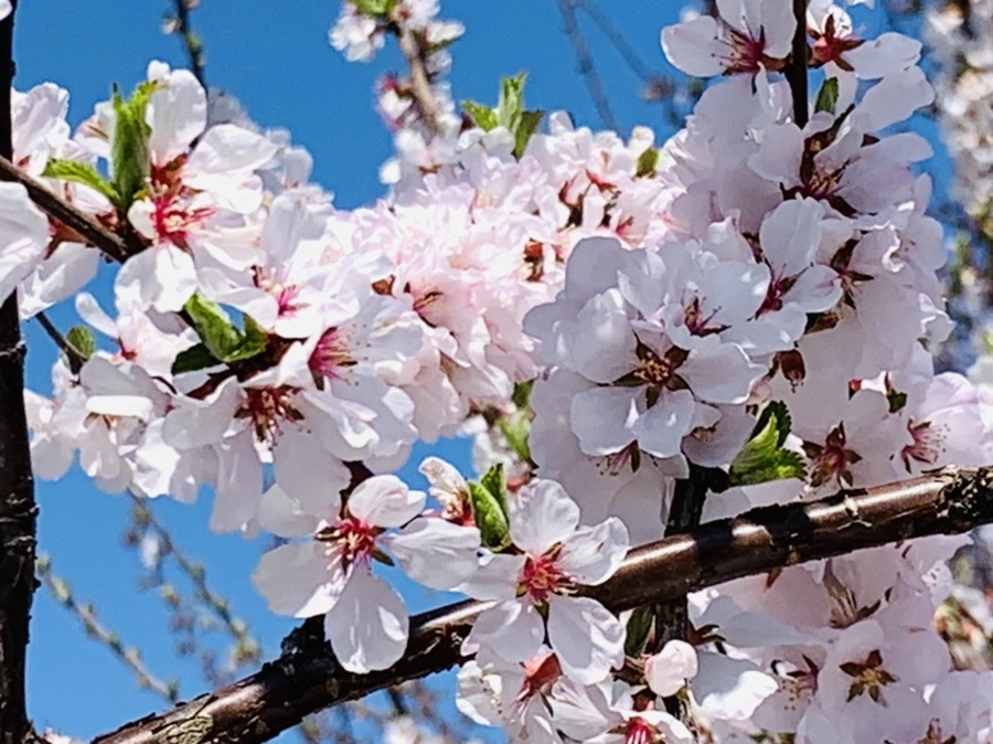 IMG_8390.jpg?type=w966