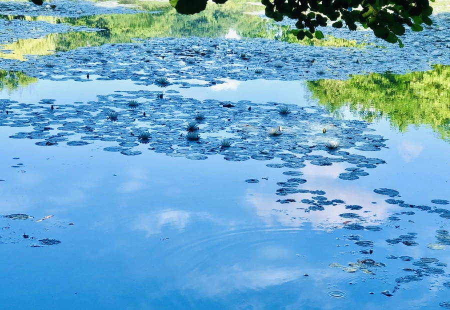 IMG_9849.jpg?type=w966