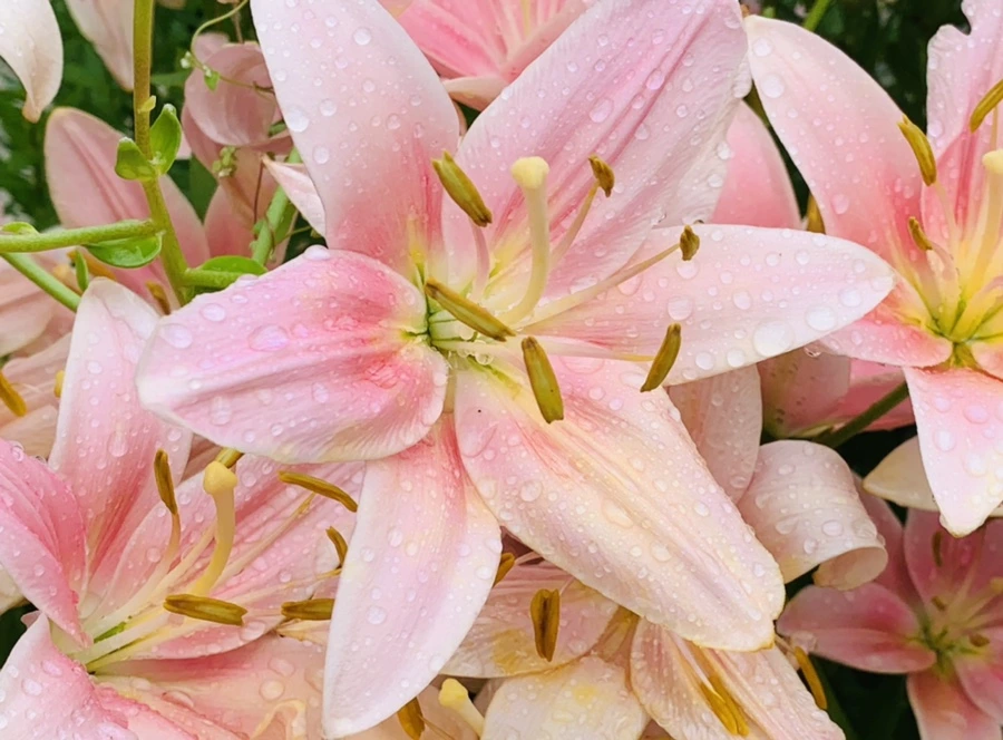 IMG_8983.jpg?type=w966