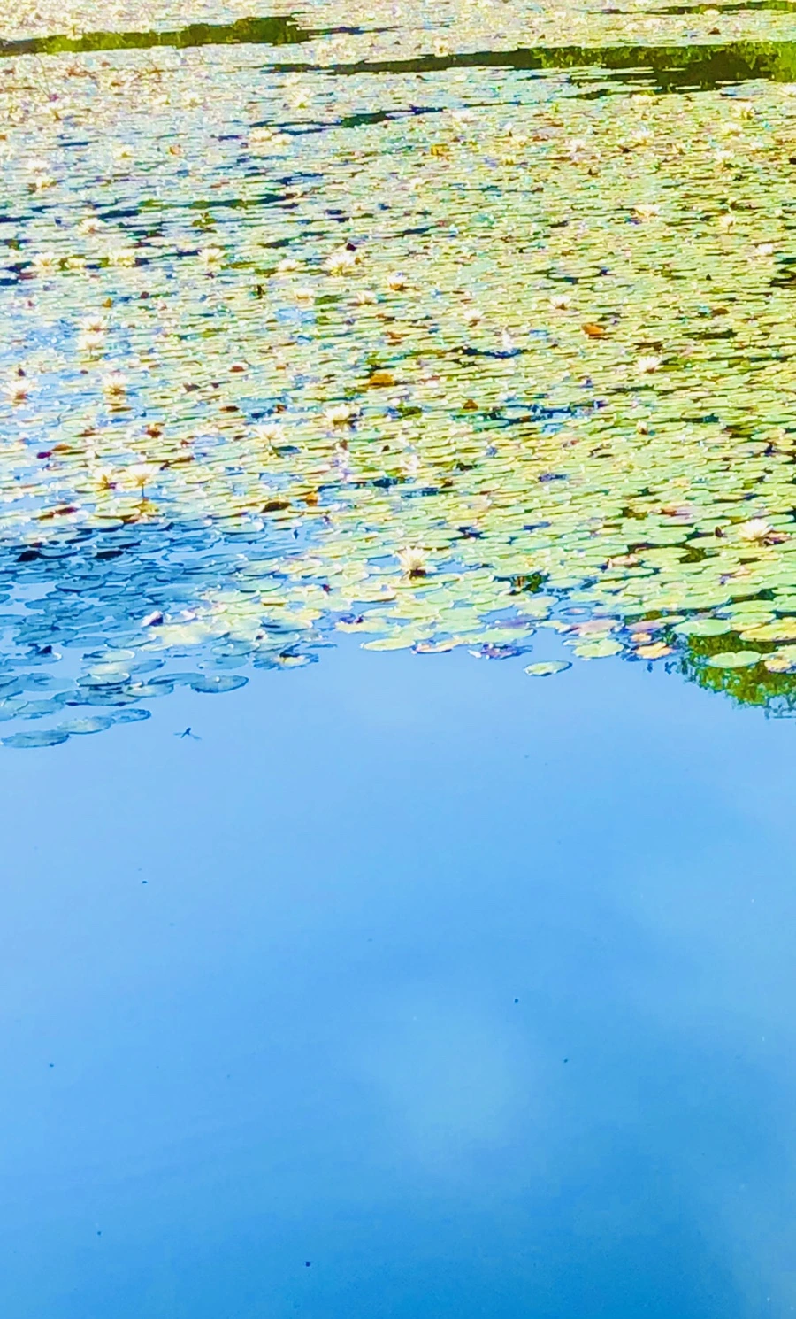 IMG_3931.jpg?type=w966