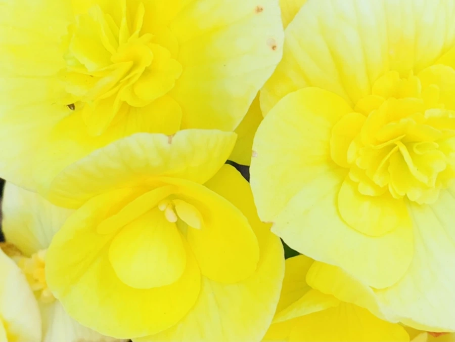 IMG_8780.jpg?type=w966