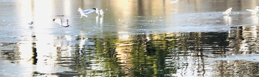 IMG_2632.jpg?type=w966